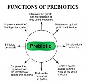 After Antibiotics, Restoring Gut Health