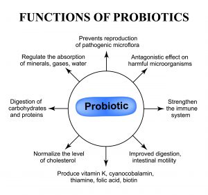 After Antibiotics, Restoring Gut Health