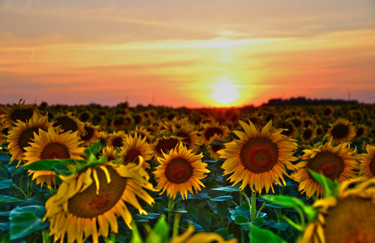 Radiation Exposure and the Body JASE Medical