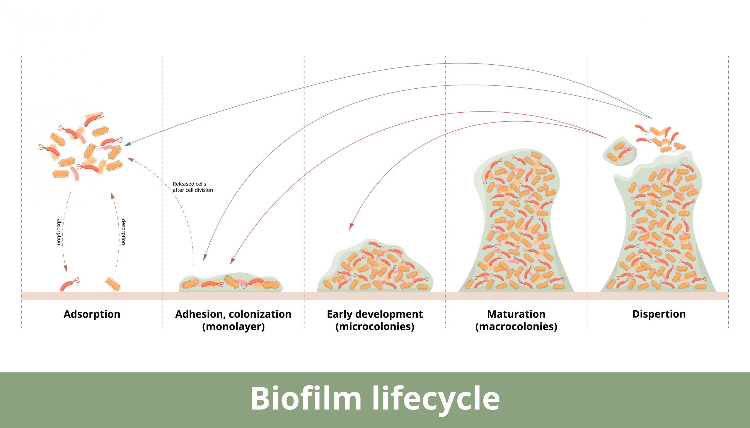 How do Antibiotics Work? Part 2