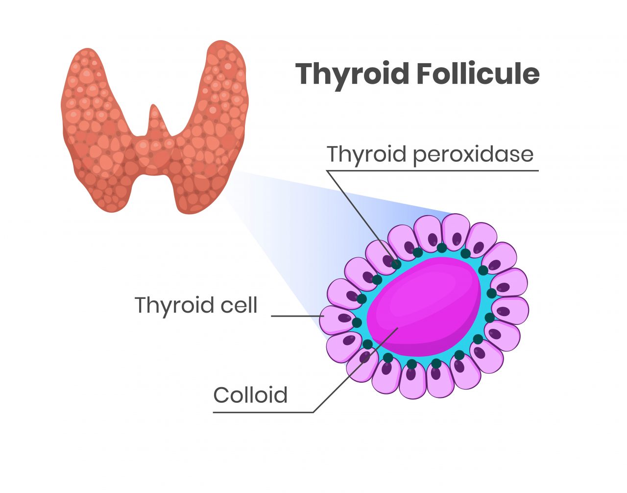 research articles on thyroid gland