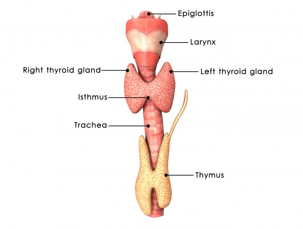 Thyroid Gland Overview JASE Medical