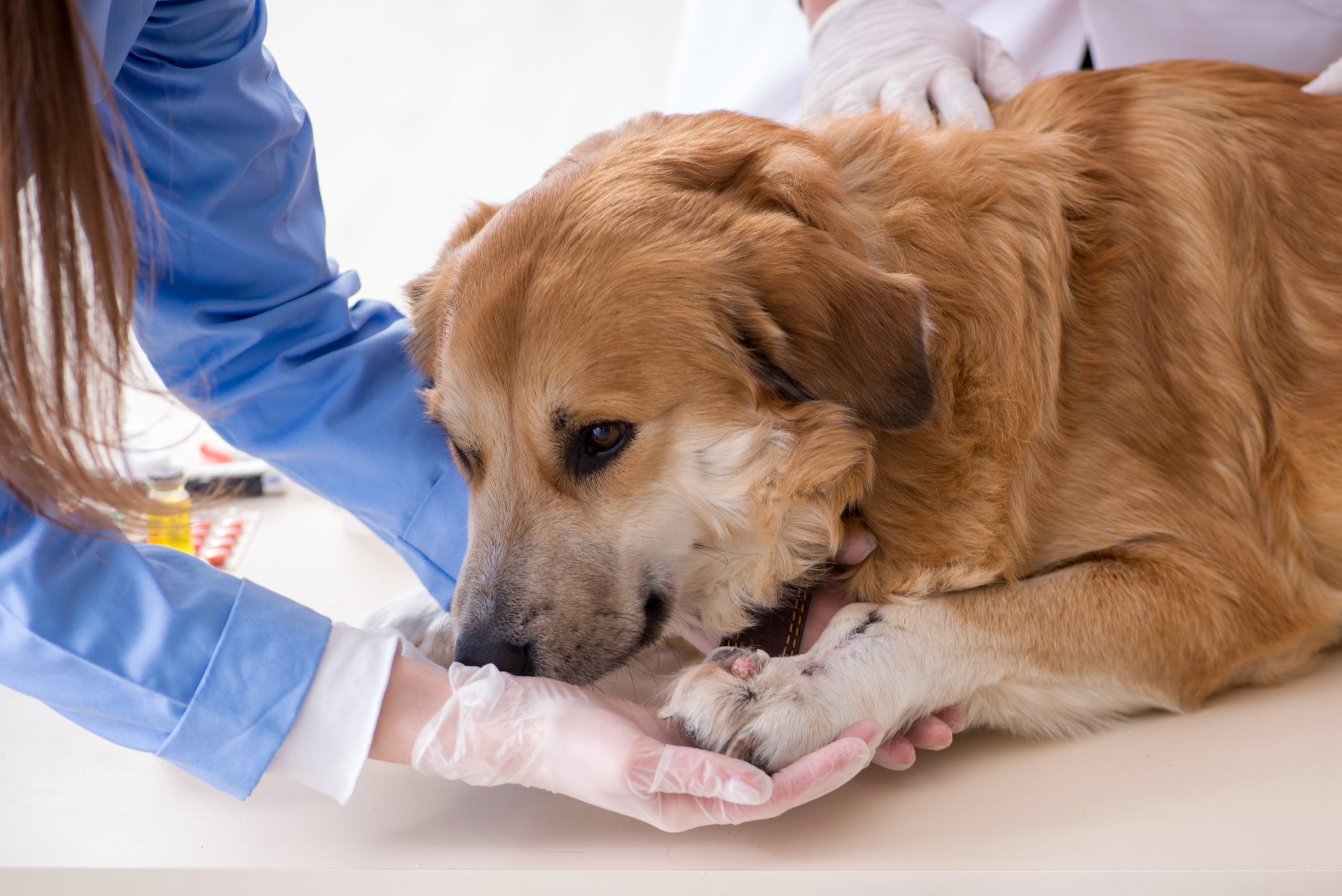 First Aid Kit for Dogs &#8211; Be Prepared!