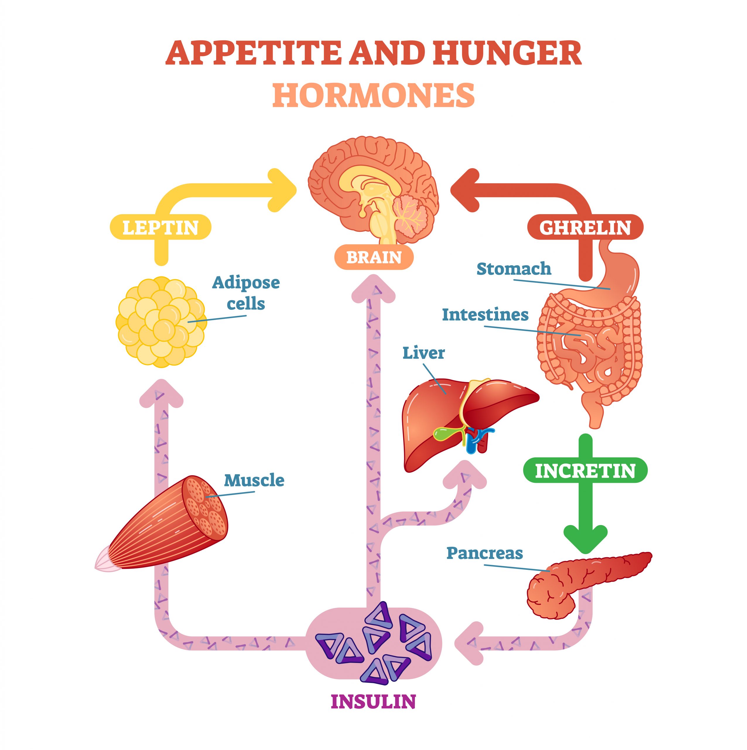 Is intermittent Fasting Good for Weight Loss?