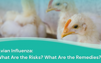 Avian Influenza (Bird Flu): It’s Resurgence, Risks, and Treatment