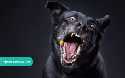 Bites and Scratches in a Disaster: Which Ones Need Antibiotics