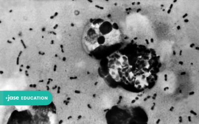 What is Plague?