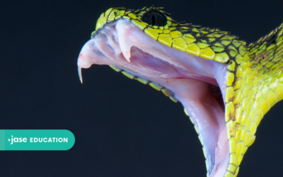 What to Do If You&rsquo;re Bitten by a Snake?