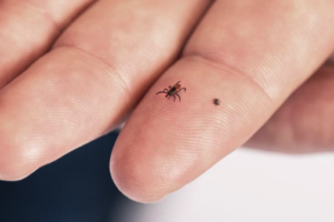 For Clinicians | After the Tick Bite: The Tick Decides the Risk
