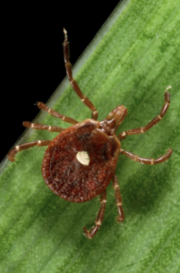 For Clinicians | After the Tick Bite: The Tick Decides the Risk