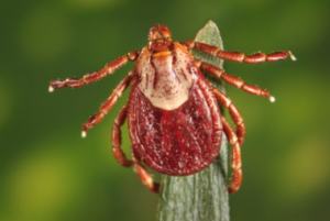 For Clinicians | After the Tick Bite: The Tick Decides the Risk